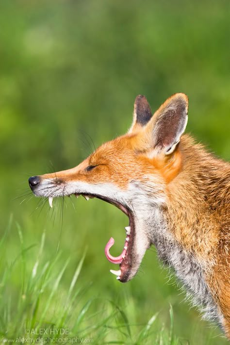 Portrait of yawning Red Fox {Vulpes vulpes}, captive, UK. Tongue Out Tuesday, Vulpes Vulpes, Fantastic Fox, Animal Study, British Wildlife, The Oscars, Cane Corso, Sphynx, Red Fox