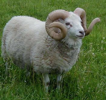 Sheep With Horns, Norse Words, Shetland Sheep, Sheep Clothing, Farm Photo, Sheep And Lamb, Cute Sheep, Demon Art, Creature Feature