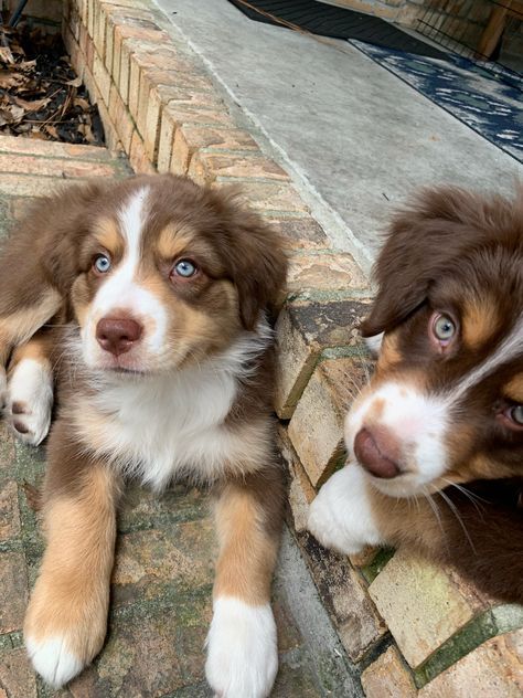 Aussie Puppy Aesthetic, Australian Shepherd Puppy Aesthetic, Brown Australian Shepherd, Types Of Bellies, Big Doggies, Cute Big Dogs, Aussie Mix Puppies, Brown And White Puppy, Aussies Puppies