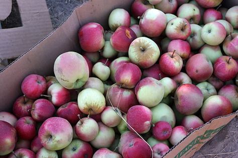 Picked a bushel? Learn how to keep them fresh for months, and get some ideas for cooking with them. READ MORE... Bacon Slaw, Bushel Of Apples, Apple Rose Pie, Cooking Apples, Apple Muffins Healthy, Ideas For Cooking, Whipped Yogurt, Slow Cooker Apple Butter, French Apple Cake