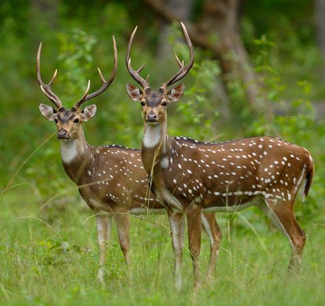 Fauna Drawing, Chital Deer, Flora And Fauna Drawing, Deer Reference, Wild Park, Axis Deer, Animals Endangered, Indian Wildlife, Spotted Deer