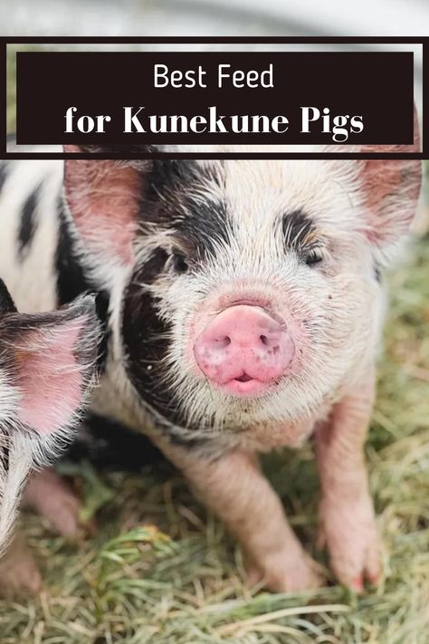 If you are considering adding kune kunes to your homestead, one of the first factors to think about is how you will feed your new pigs a balanced diet. And what is the best feed for kunekune pigs, anyways? What Can Pigs Eat, What To Feed Pigs, Pig Treats, Raising Pigs For Beginners, Kunekune Pig Pen, Mini Pig Food, Raising Kune Kune Pigs, Pigs Farming Livestock, Kune Kune Pigs Care