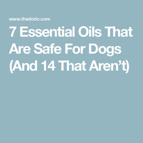 Dog Safe Essential Oils, Essential Ouls, Dog Grooming Diy, Essential Oils Dogs, Esential Oils, Liver Issues, Are Essential Oils Safe, List Of Essential Oils, Itching Skin