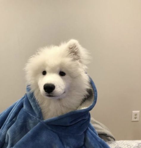 𝐜𝐫𝐮𝐧𝐜𝐡𝐜𝐫𝐮𝐧𝐜𝐡𝐢𝐞𝐬 — [♡] Samoyed Dogs, Red 40, Blue Aesthetic, White Hair, Large Dogs, Pet Supplies, Pouch, Dogs, Red