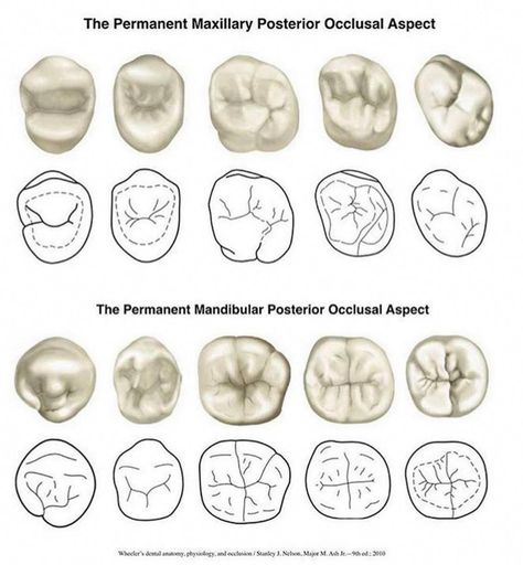 #dentalhygiene Dental Hygienist School, Dental Assistant Study, Dental Photos, Dental Hygiene Student, Dental World, Dental Videos, Kedokteran Gigi, Dental Photography, Dental Hygiene School