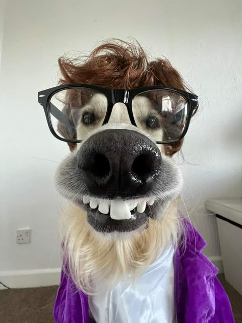 Best Dog Halloween Costumes, Dog Caricature, Funny Dog Faces, Goofy Dog, Dog With Glasses, Funny Dog Photos, Dog Photoshoot, Funny Animal Photos