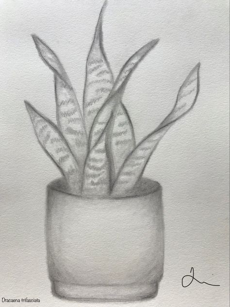 Graphite pencils on 400 series paper Easy Plant Sketches, Plant Drawing Realistic, Easy Graphite Drawings, Plants Drawing Pencil, Plant Sketch Pencil, Snake Plant Drawing, Dracaena Trifasciata, Pencil Plant, Leaves Sketch