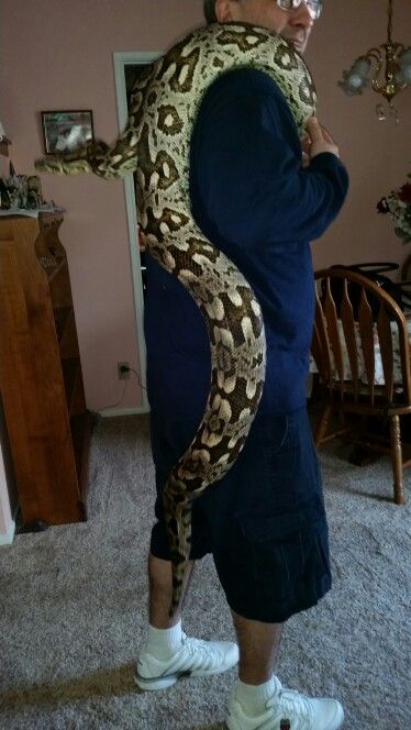 Giant Female Dumerils Boa.   10 ft+. Dumerils Boa, Giant Female, Boa Constrictor, Reptile Snakes, Reptiles Pet, Lizards, Reptiles, Marvel, Animals