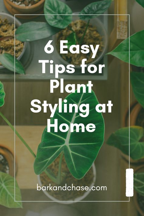 Transform your living space into a lush oasis with these six practical tips for decorating with indoor plants! Learn how to cleverly arrange your favorite houseplants to brighten up your home today. From balancing shapes and heights to choosing the right pots and placement, these smart strategies will help you achieve a beautiful indoor garden. Enhance your environment while also purifying the air with the vibrant greenery of houseplants. Let's bring nature indoors and create a more fresh and inviting feel for your abode! How To Organize Plants Indoors, Indoor Plant Placement Ideas, How To Decorate With Plants Indoors, Indoor Plant Placement, How To Display Plants Indoors, Houseplants Decor Living Rooms, Plant Placement In Home, Home Plants Indoor Decor, Houseplant Styling