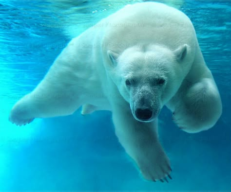 Polar bears are cute Photo Ours, Wild Kingdom, Saint Paul Mn, Arctic Animals, Majestic Animals, White Bear, Polar Bears, Cute Animal Pictures, Saint Paul