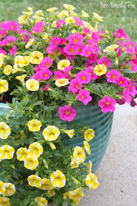 Superbells Flowers, Pink And Yellow Garden, Pink And Yellow Flowers, Pink Petunias, Bowl Of Petunias, Petunia Companion Plants, Wild Petunia, Pink Wave Petunia Planters, Yellow Planter