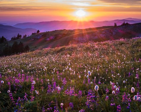 Landscape Flowers, Photography Flowers, Photography Landscape, Trendy Flowers, Flower Photography, Violet Purple, Sunset Photos, Purple Lilac, Nature Aesthetic