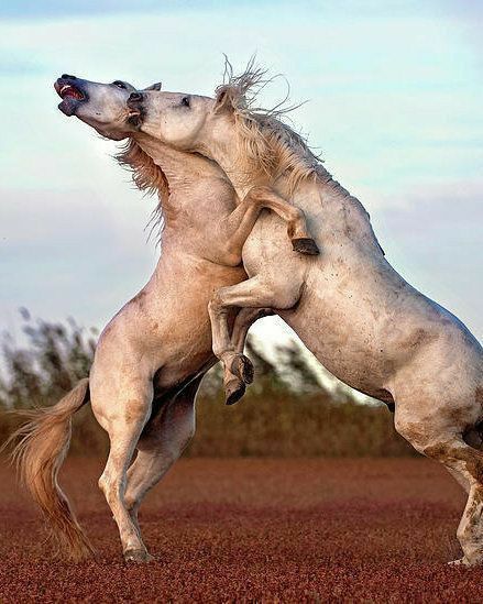 Horse Anatomy, Beautiful Horse Pictures, Majestic Horse, Horse Drawings, White Horses, Pretty Horses, Horse Photography, Horse Pictures, Horse Breeds