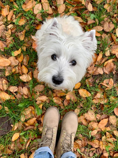 West Terrier, Highland Terrier, Westie Dogs, West Highland White, West Highland Terrier, West Highland White Terrier, White Terrier, Fluffy Animals, White Dogs