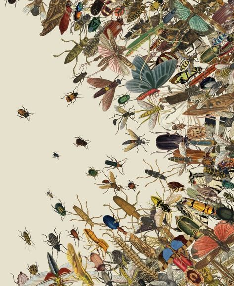 The insect apocalypse is here. Bug Art, Time Painting, Insect Art, Scientific Illustration, Bugs And Insects, Photo Illustration, Vintage Posters, Animal Art, Art Inspo