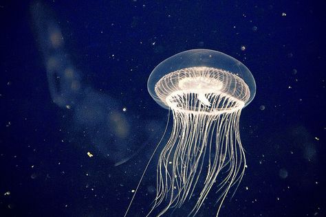 jellyfish Glowing Jellyfish, Sea Jellies, Jellyfish Lamp, Eye Spy, Jelly Fish, Cute Photography, Salt Life, Class Ideas, Underwater World