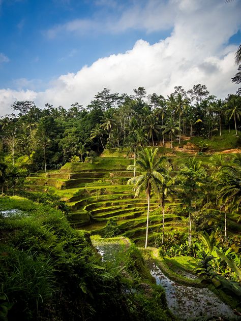 Ubud Rice Terrace, Bali Rice Terraces, Tegalalang Rice Terrace, Bg Poster, Bali Aesthetic, Bali Travel Photography, Bali Photography, Ubud Indonesia, Gap Year Travel