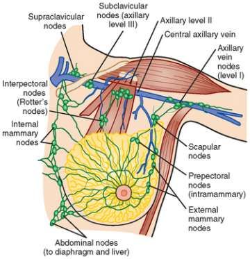 Breast Anatomy - Radiology | UCLA Health Axillary Lymph Nodes, Breast Anatomy, Subclavian Artery, Breast Image, Human Body Organs, Body Massage Techniques, Nerve Fiber, Mammary Gland, Lymph Drainage