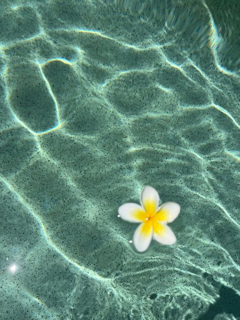 Flower Bouquet Summer, Aesthetic Flower Bouquet, Frangipani Flower, Gold Coast Australia, Crystal Water, Aesthetic Flower, Beach Pool, Gold Coast, Summer Vibes