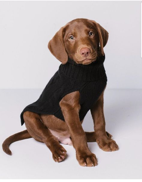 Square Body Shape, Knit Dog Sweater, Turtleneck Style, Cashmere Beanie, Square Body, Dog Sweater, Sweater Material, Cable Knit Sweater, Goldendoodle