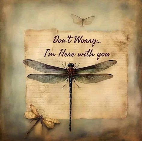 Dragonfly Symbolism, Dragonfly Quotes, Dragonfly Artwork, Dragonfly Drawing, Dragonfly Photos, Dragon Flys, Dragonfly Tattoo Design, Dragonfly Art, Dragonfly Tattoo