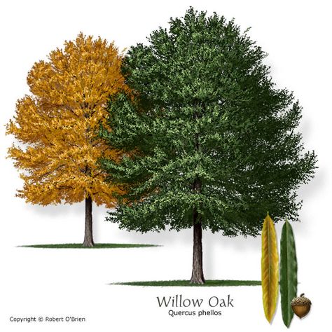 Texas Tree Selector: Tree Description Willow Oak Tree, Color Seeds, Texas Trees, Willow Oak, Desert Willow, Orchid Tree, Specimen Trees, Crape Myrtle, Arbour Day