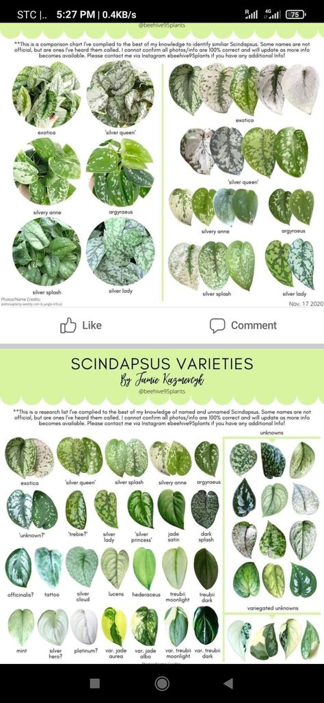 Pothos Varieties Chart, Pothos Plant Varieties, Hoya Varieties Chart, Scindapsus Varieties, Plant Leaf Identification, Pothos Varieties, Plant Wishlist, Inside Garden, Weird Plants