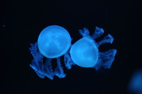 Jellyfish Art, Living Water, Marine Biology, Cute Images, Marine Life, Jellyfish, Fish Pet, Jelly, Fish