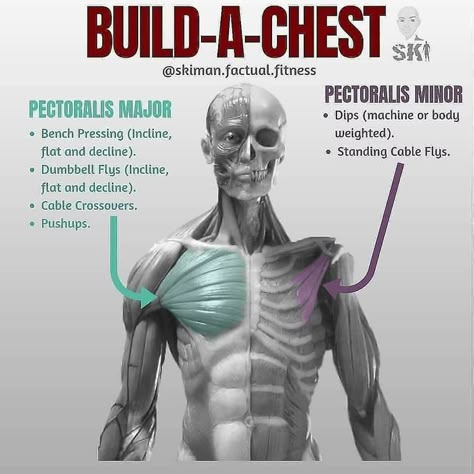 Chest Day, Workout Gym Routine, Gym Antrenmanları, Pectoral Muscles, Muscle Anatomy, Chest Muscles, Gym Tips, Weight Training Workouts, Workout Stuff