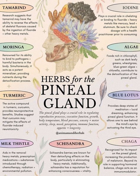 Medicinal Herbs Garden, Magia Das Ervas, Medical Herbs, Magic Herbs, Herbal Recipes, Herbal Apothecary, Natural Healing Remedies, Pineal Gland, Herbal Healing