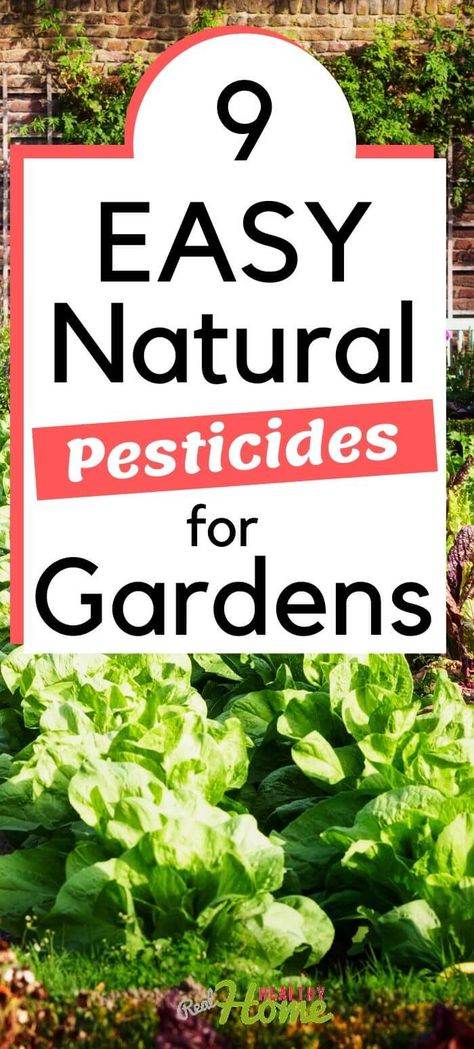 All Natural Garden Pesticide, Pesticides For Vegetables, Home Made Pesticides For Plants, Natural Tomato Plant Pesticide, Natural Pesticides For Vegetable Garden, Natural Garden Pest Control, Natural Insecticide For Plants, Diy Pesticide For Vegetables, How To Keep Bugs Out Of Garden