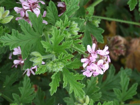 Geraniums Garden, Wild Geranium, Geranium Plant, Scented Geranium, Wild Edibles, Herbs Indoors, Rose Geranium, Orchid Care, Tea Garden