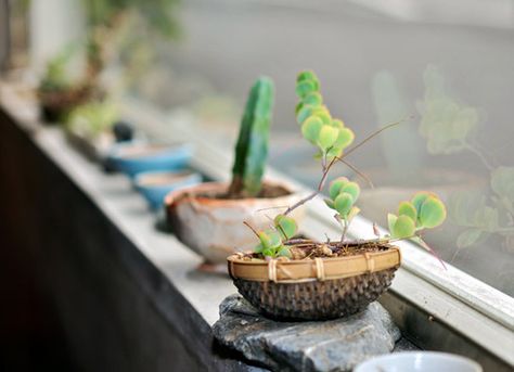 window sill decorating with plants European Bathroom Design, Interior Window Sill, Universal Design Bathroom, Narrow Bathroom Designs, Commercial Bathroom Designs, Narrow Window, Spa Bathroom Design, Japanese Bathroom Design, Bathroom Design Plans