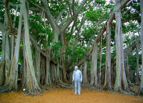 Largest Banyan Tree in the Continental U. S. at Edison & Ford Winter Estate in Ft Myers!  #LoveFL #FtMyers Florida Botanical Gardens, Florida Gardens, Fort Meyers, Fort Myers Beach Florida, Sanibel Island Florida, Florida Adventures, Places In Florida, Captiva Island, Clearwater Florida