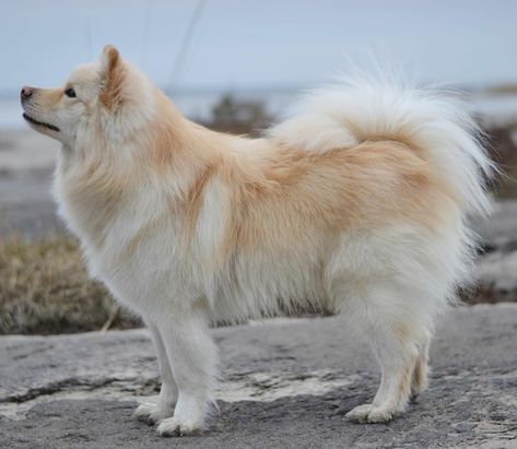 IPA 2 Years Old Breed ➡️ Finnish Lapphund #FinnishLapphund From @finnishipa #Sweden 🇸🇪 Finish Lapphund, Spitz Breeds, Finnish Lapphund, Every Dog Breed, Spitz Dogs, Dog List, Pretty Dogs, Mixed Breed Dogs, Sporting Dogs