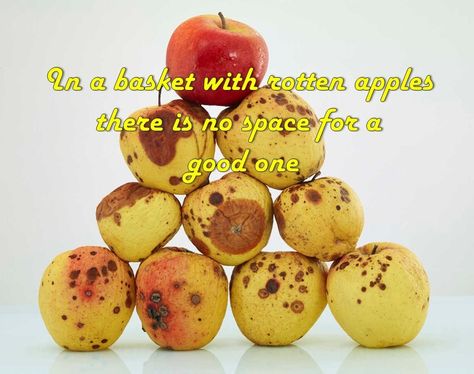 Apples, Best Quotes, Quotes