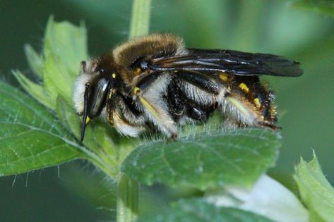 A wool carder bee showing off his fringe-bedecked legs. © Rusty Burlew. From http://www.honeybeesuite.com/wool-carder-bee-a-military-prototype/ Wool Carder Bee, Bee Hotels, Wild Bees, Bee Hotel, Bees And Wasps, Creepy Crawlies, My Honey, Honey Bees, Helicopter