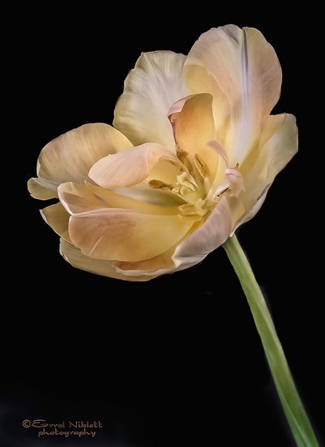 Open Tulips, Plant Portrait, Flower Photography Art, Open Tulip, Tulip Tattoo, Nikon D600, Tulips Art, Playground Design, Photo Club