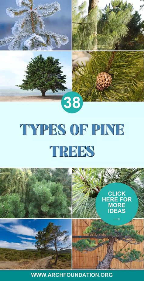 38 Types of Pine Trees for Majestic Landscaping Types Of Pine Trees, Bristlecone Pine, Eastern White Pine, Conifer Trees, Fir Trees, Torrey Pines, Mountain Homes, How To Grow Taller, Fir Tree