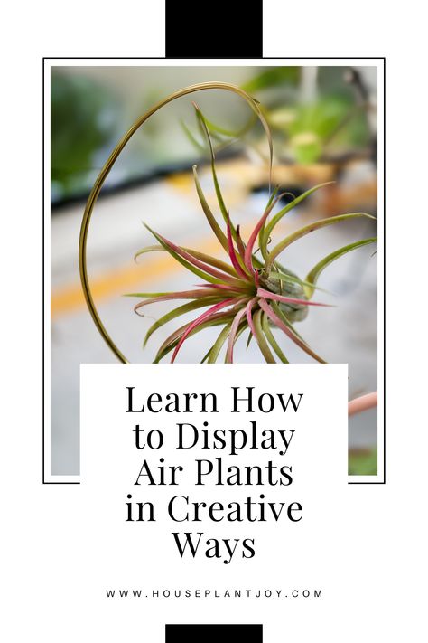 🌿✨ Elevate your space with air plants! Discover unique ways to display these stunning, low-maintenance plants. #airplants #indoorplants #homedecor How To Display Air Plants Ideas, Air Plant Propagation, Air Plant Art, Air Plants Display, Air Plant Display, Air Plant Holder, Low Maintenance Plants, Propagating Plants, Plant Art