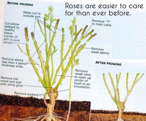 How to Trim Knockout Roses : 5 Steps - Instructables Trim Rose Bushes, Prune Roses, How To Trim Roses, Rose Pruning, Dead Roses, Easy Rose, Pruning Roses, Knockout Roses, Plant Bud