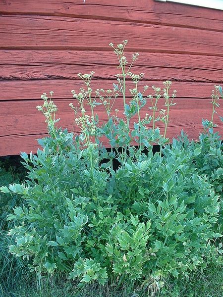 Levisticum officinale (Lovage, Maggi plant) | North Carolina Extension Gardener Plant Toolbox Perennial Vegetables, Herb Seeds, Dream Garden, Tool Box, Perennials, North Carolina, Seeds, Herbs, Plants