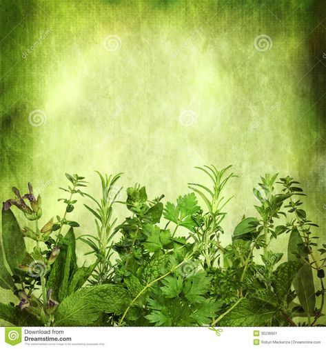 Photo about Herbal background, with grunge effects. Lots of copy space. Includes sage, mint, spearmint, rosemary, coriander, parsley, oregano and thyme. Image of coriander, parchment, horizontal - 35236601 Herbal Background, Classroom Newsletter Template, Desktop Images, Music Tattoo Designs, Fb Cover Photos, Botanical Wallpaper, Desktop Pictures, Wallpaper Size, Medicinal Herbs