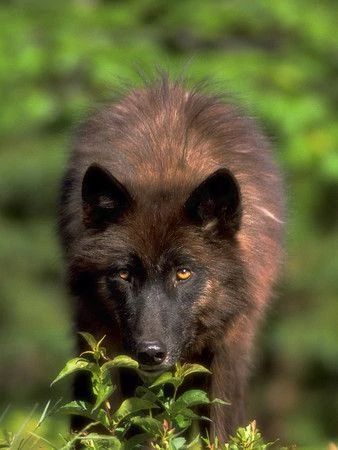 Twigheart | Hunters.wolves Wiki | Fandom Cenozoic Survival, Sea Wolves, Werewolf Au, Winged Wolf, Brown Wolf, Black Wolves, Sea Wolf, Wolf Photos, Timber Wolf