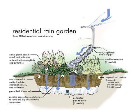 Rain Garden - Section View Rain Garden Design, Rain Harvesting, Rainwater Harvesting, Dry Creek, Rain Barrel, Rain Water Collection, Rain Garden, Gardening Advice, Permaculture