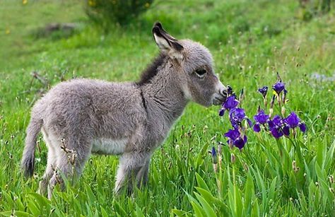 *sniffle* *sniffle* - Album on Imgur Small Donkey, Baby Donkey, The Grass, Purple, Flowers, Green