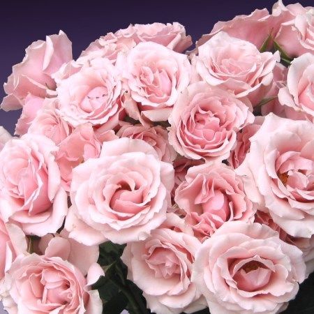 Pink Majolika Spray Rose Pink Rose Wedding Cake, Blush Pink Wedding Flowers, Blush Wedding Flowers, Pink Wedding Cake, Beautiful Wedding Flowers, Flowers Bouquet Gift, Roses Pink, Pink Rose Flower, Pink Garden