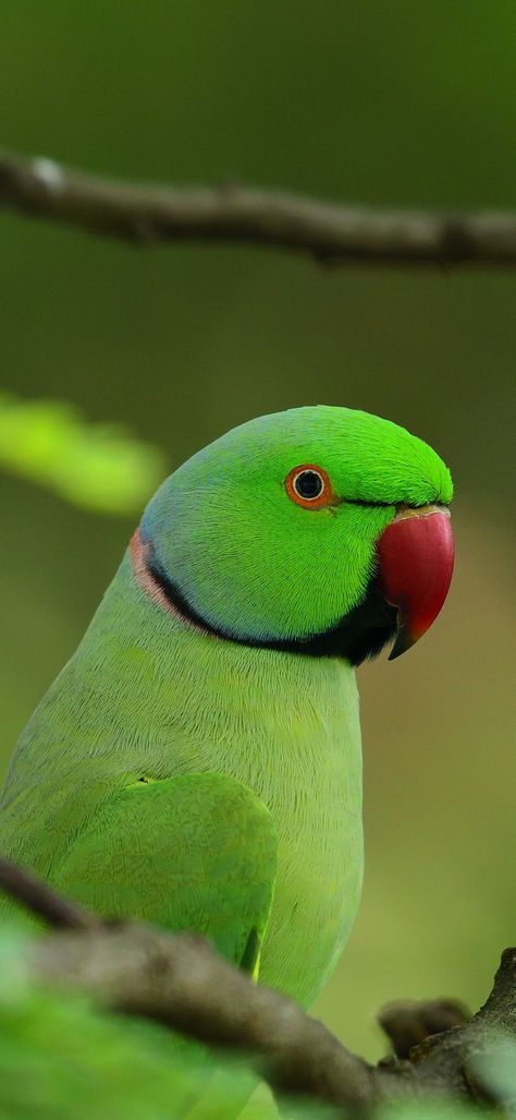 Parrot Wallpaper Hd, Indian Parrot, Birds Sketch, Baby Murugan Paintings, Baby Murugan, Flower Images Wallpapers, New Car Wallpaper, Fashion Wallpaper Aesthetic, Ring Necked Parakeet