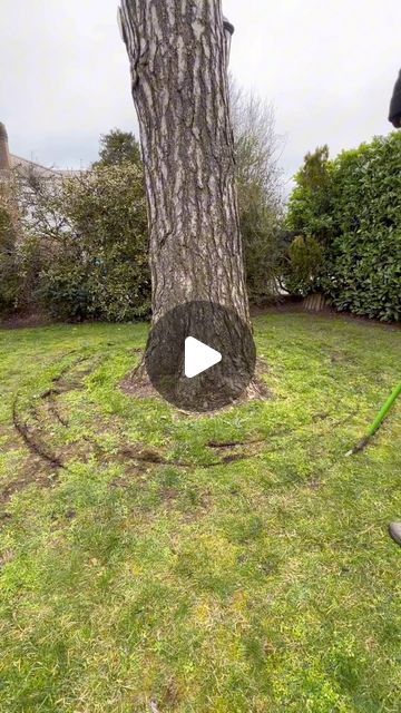 Tree Edge Ideas, How To Trim A Tree, Mulch Around Trees Landscaping Ideas, Landscaping Around Big Trees, Diy Tree Ring Landscape, Tree Mulch Ideas, How To Landscape Around A Tree, Mulching Around Trees, Edging Around Trees Ideas