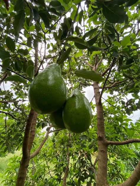 Avocado Trees, Mary Rose, Avocado Tree, Sims House Design, Fruit Plants, Best Supplements, Sims House, Fruit Salad, Farmer